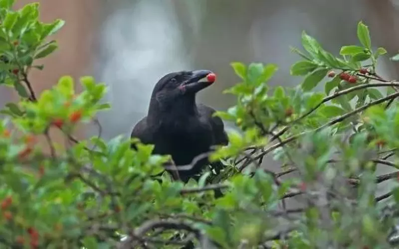 Reproduction And Lifecycle Of Hawaiian Crow