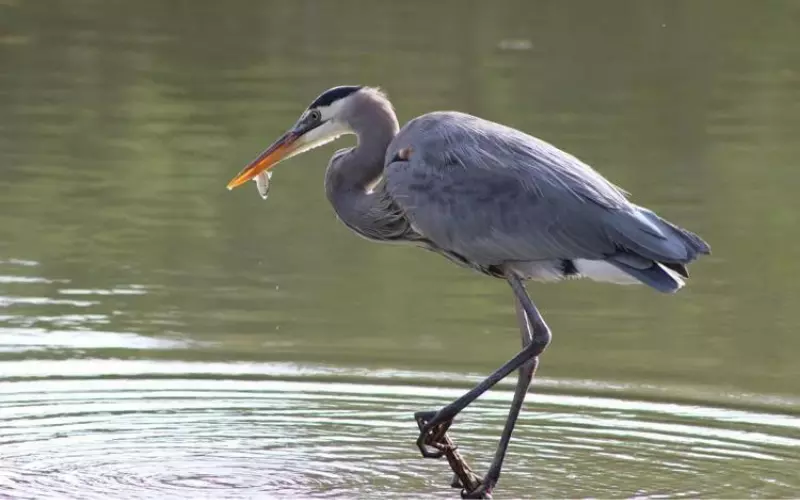 Reproduction And Lifecycle Of Heron
