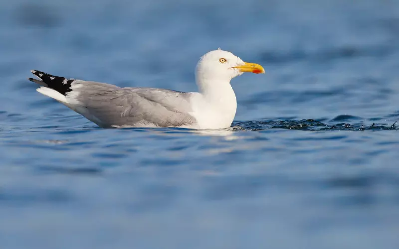 Reproduction And Lifecycle Of Herring Gull