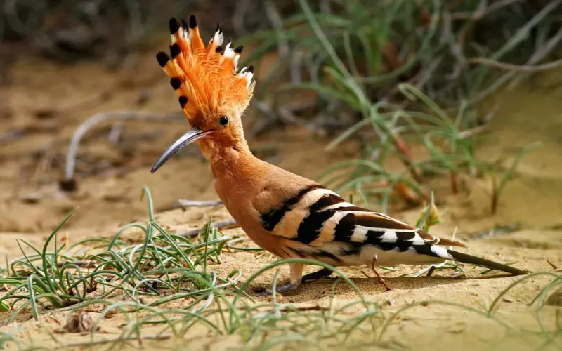 Reproduction And Lifecycle Of Hoopoe