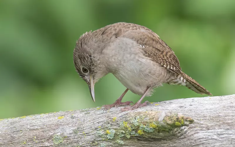 Reproduction And Lifecycle Of House Wren