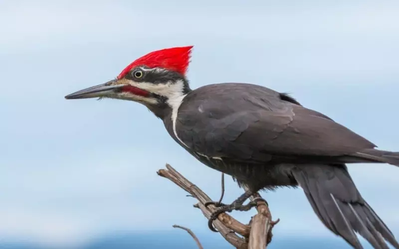 Reproduction And Lifecycle Of Ivory-Billed Woodpecker