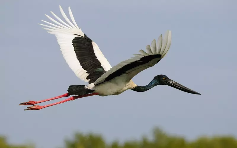 Reproduction And Lifecycle Of Jabiru