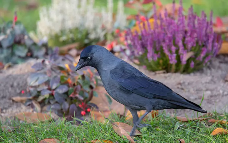 Reproduction And Lifecycle Of Jackdaw