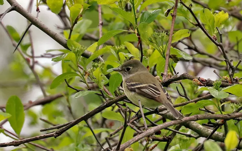 Reproduction And Lifecycle Of Least Flycatcher
