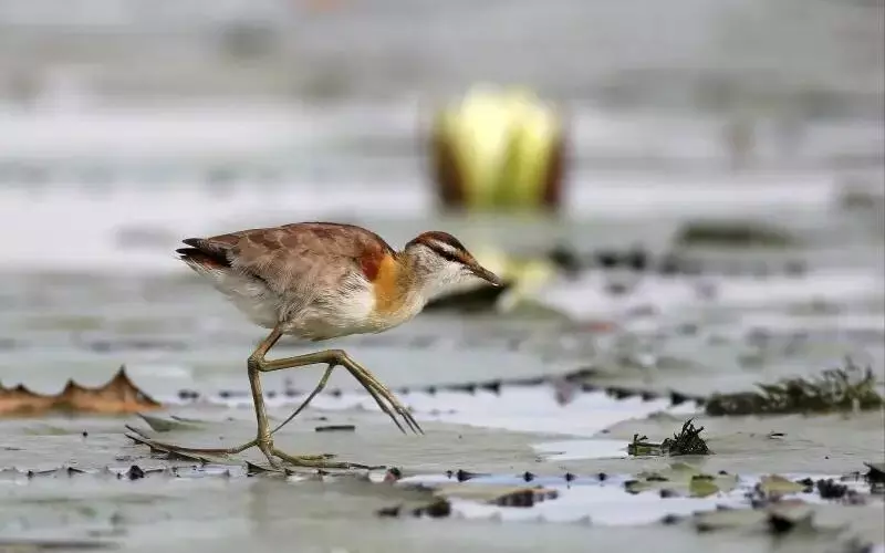 Reproduction And Lifecycle Of Lesser Jacana