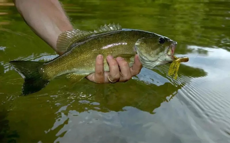 Reproduction And Lifecycle Of Ozark Bass