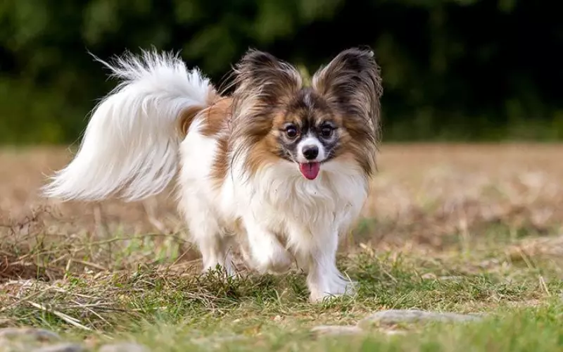 Reproduction And Lifecycle Of Papillon Mix