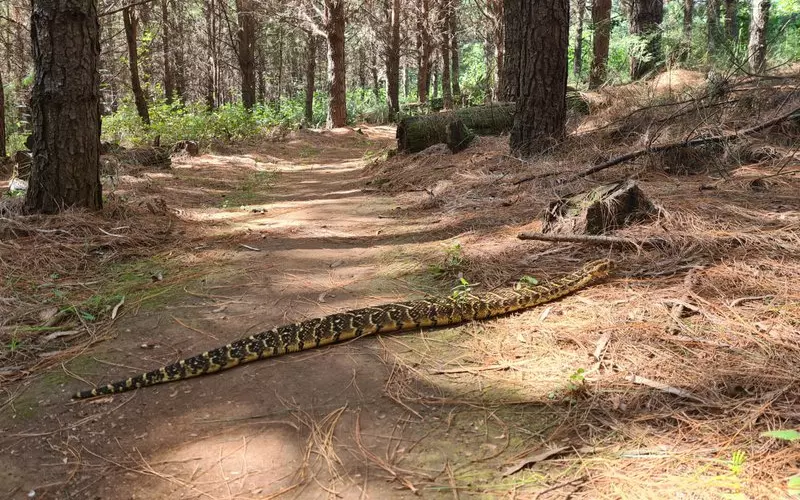 Reproduction And Lifecycle Of Puff Adder