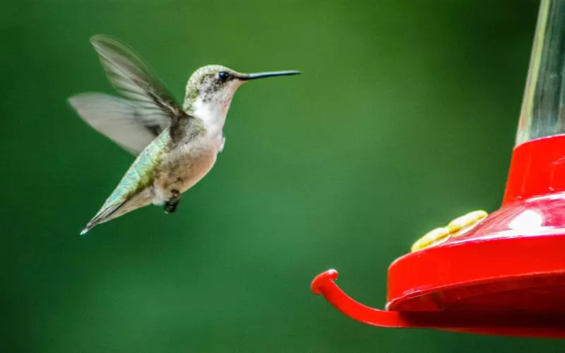 Reproduction And Lifecycle Of Ruby-Throated Hummingbird