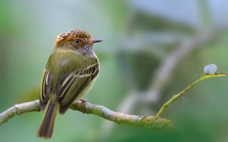 Reproduction And Lifecycle Of Scale-Crested Pygmy Tyrant