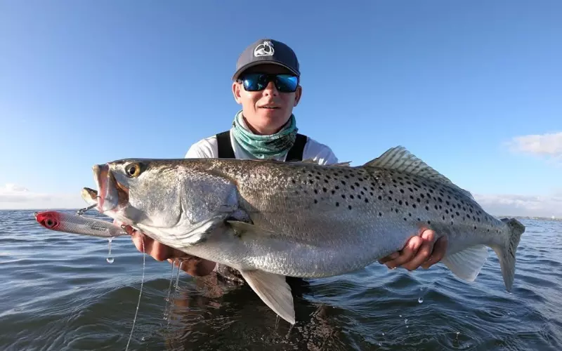 Reproduction And Lifecycle Of Speckled Trout
