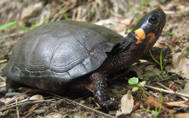 Reproduction And Lifecycle Of Spiny Hill Turtle