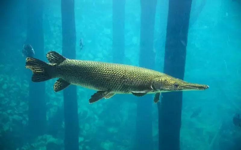 Reproduction And Lifecycle Of Spotted Gar