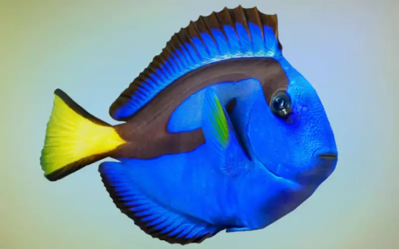Reproduction And Lifecycle Of Surgeonfish