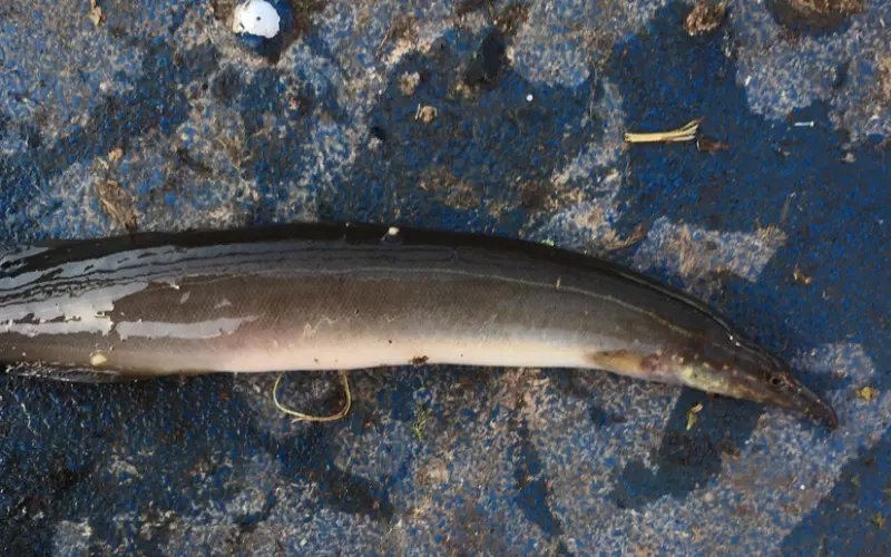 Reproduction And Lifecycle Of Tire Track Eel