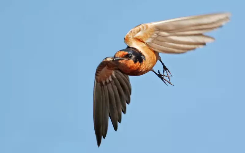 Reproduction and Lifecycle of Barn Swallow