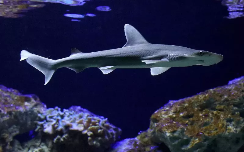 Reproduction and Lifecycle of Bonnethead Shark