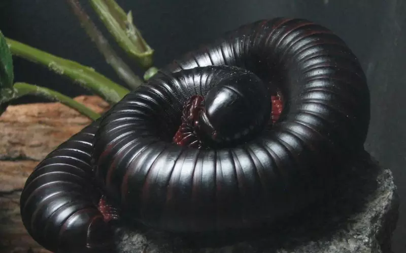 Reproduction and Lifecycle of Millipede