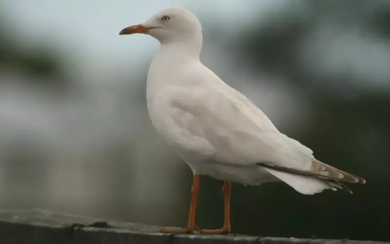 Reproduction and Lifecycle of Seagull