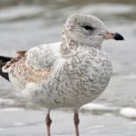 Ring-billed Gull