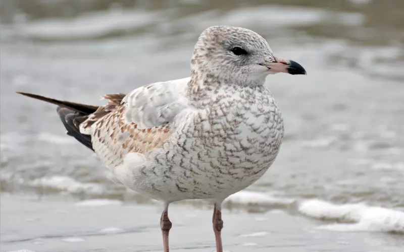 Ring-billed Gull