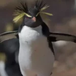 Rockhopper Penguin