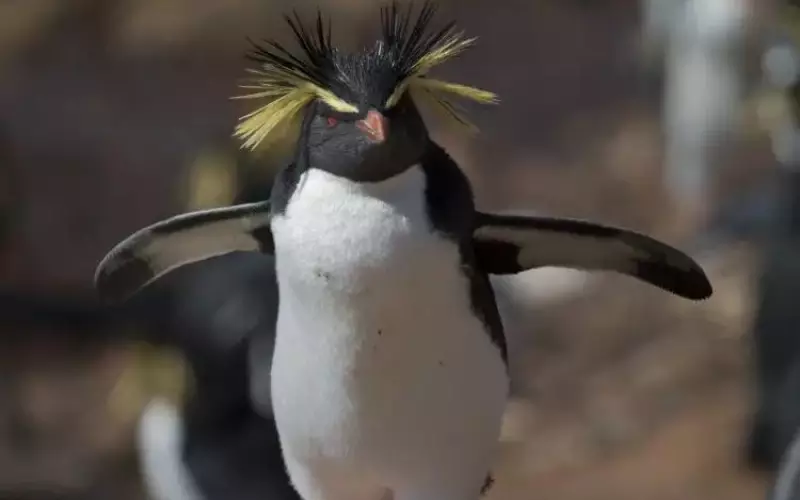 Rockhopper Penguin