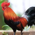 Rooster