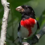 Rose-Breasted Grosbeak