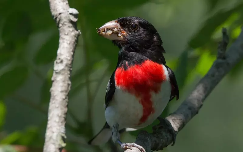 Rose-Breasted Grosbeak