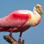 Roseate Spoonbill