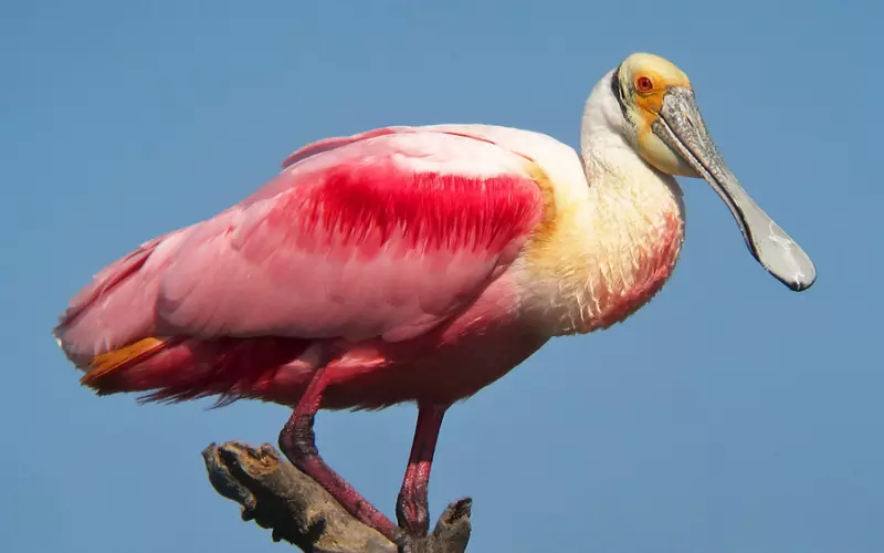 Roseate Spoonbill