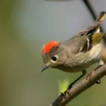 Ruby-Crowned Kinglet