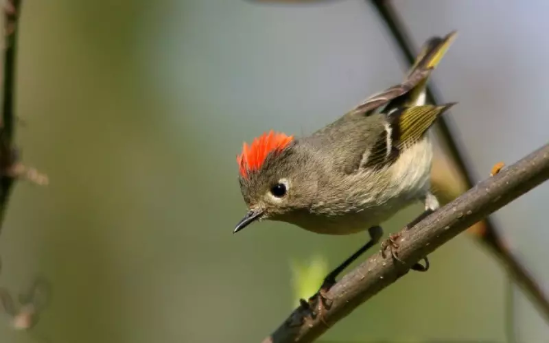 Ruby-Crowned Kinglet