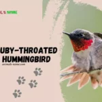 Ruby-Throated Hummingbird