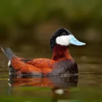 Ruddy Duck