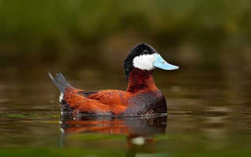 Ruddy Duck