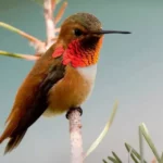 Rufous Hummingbird