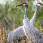 Sandhill Crane