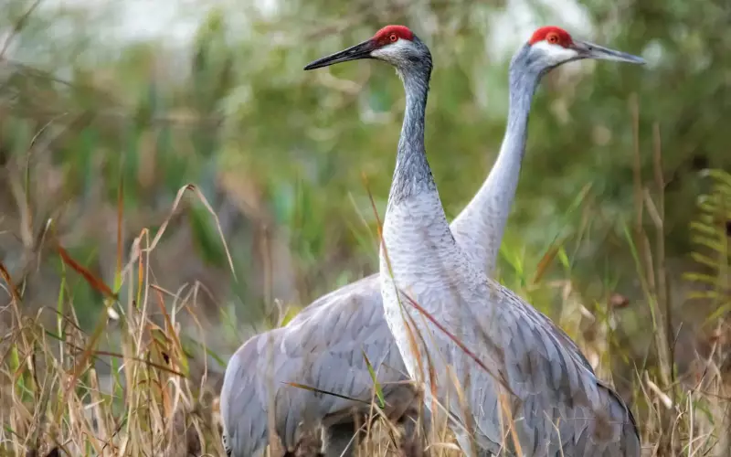 Sandhill Crane