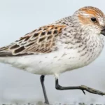 Sandpiper