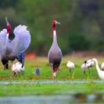 Sarus Crane