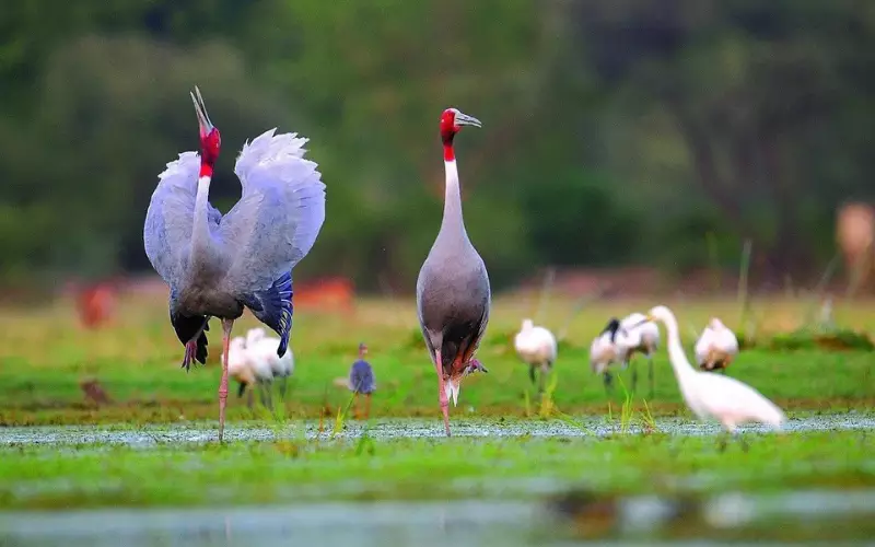 Sarus Crane