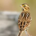 Savannah Sparrow