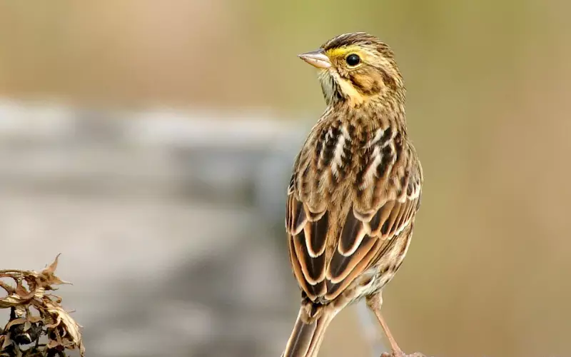 Savannah Sparrow