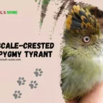 Scale-Crested Pygmy Tyrant