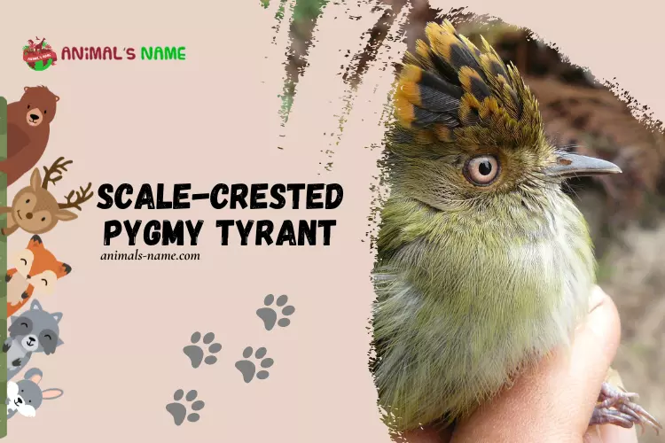 Scale-Crested Pygmy Tyrant
