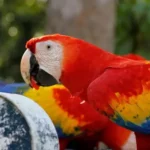 Scarlet Macaw