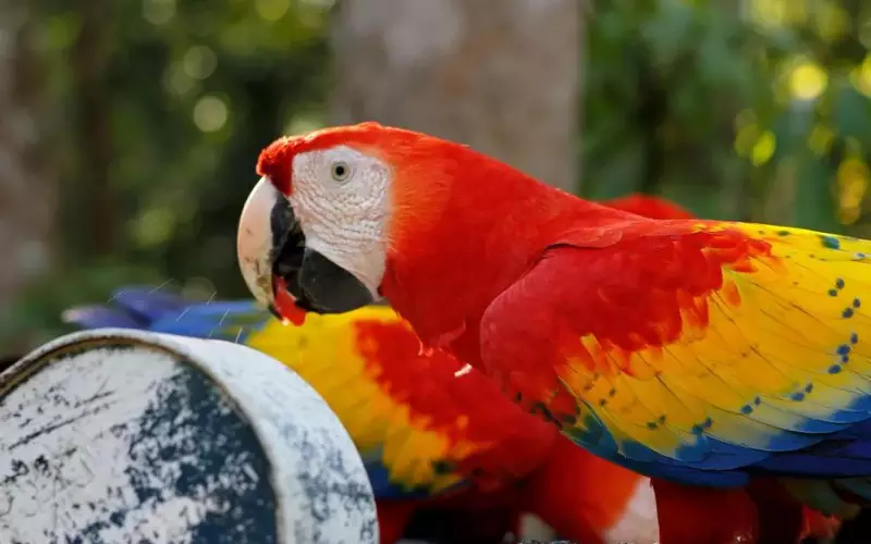 Scarlet Macaw